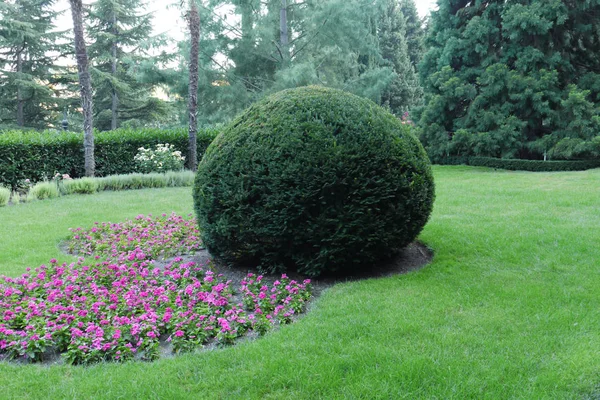 Flores pequeñas de color rosa junto a un gran arbusto decorativo exuberante en un césped verde — Foto de Stock