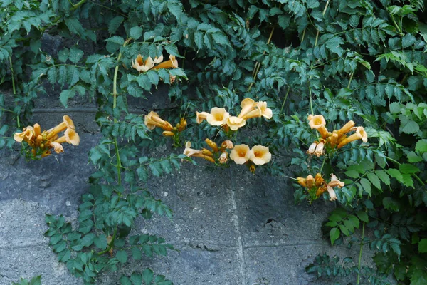 Belle plante verte décorative avec des fleurs orange et des branches bouclées — Photo