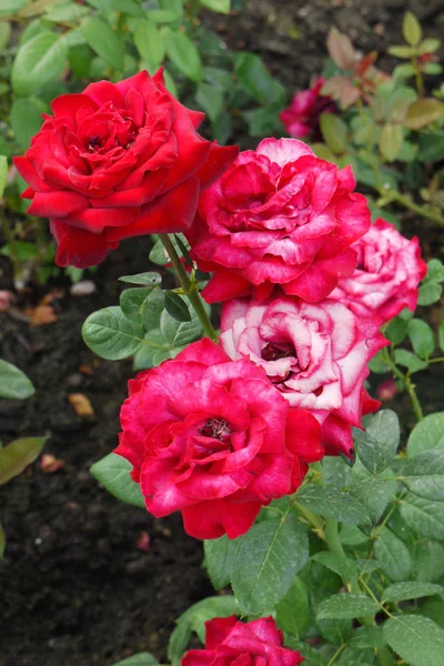 Arbusto con flores de rosas rojas exuberantes en tallos verdes altos con espinas —  Fotos de Stock