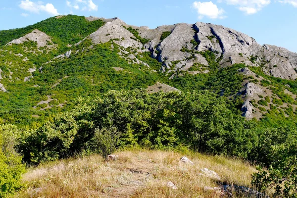 Breite grüne Büsche vor dem Hintergrund von grasbedeckten Bergen unter blauem Himmel — Stockfoto
