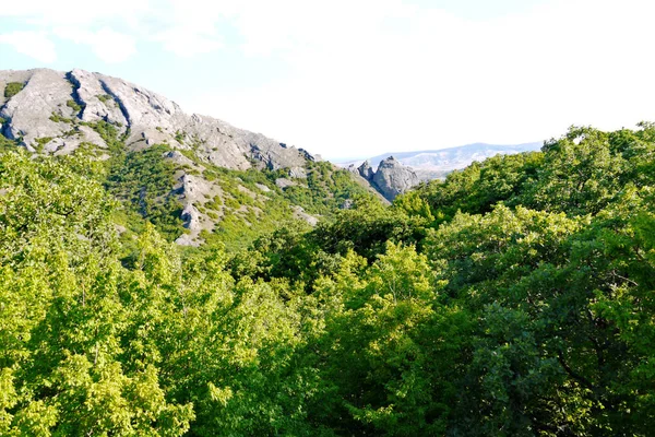En magnifik Grön skog under en blå himmel på bakgrunden av gräsbevuxna berg — Stockfoto