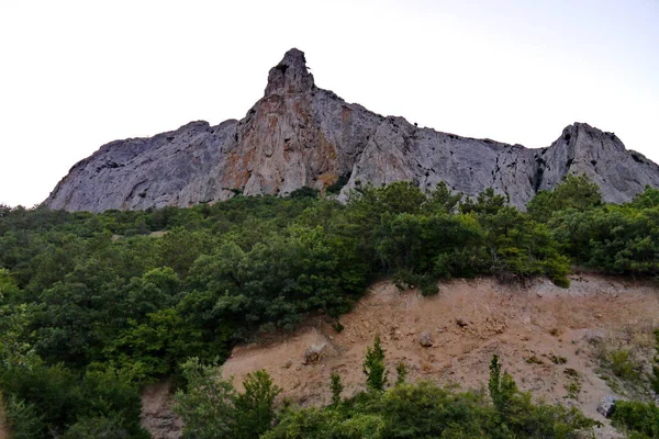 Brede dichte bos op de achtergrond van een steile grijze rots onder een blauwe hemel — Stockfoto