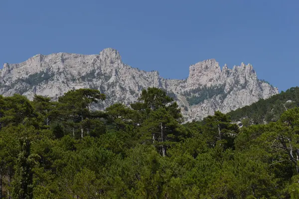 Dicke grüne Bäume unter blauem Himmel vor dem Hintergrund hoher steiler Berge — Stockfoto