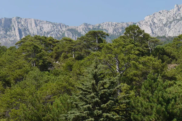 Árboles verdes gruesos bajo un cielo azul en el fondo de altas montañas empinadas — Foto de Stock