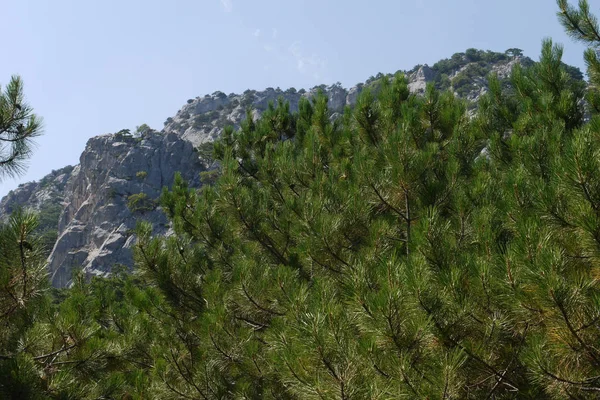 Stora lummiga träd under blå himmel i bakgrunden av gräsbevuxna berg — Stockfoto