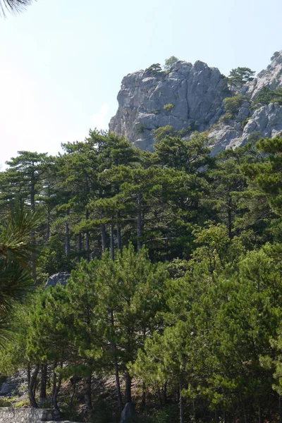 Stora lummiga träd under blå himmel i bakgrunden av gräsbevuxna berg — Stockfoto