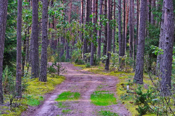 Un amplio sendero en medio de un claro bosque rodeado de árboles altos y hermosos — Foto de Stock