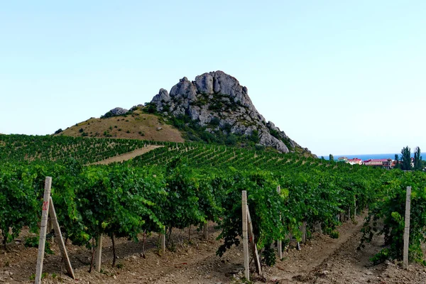 Широкие виноградные плантации под голубым небом на фоне высоких крутых скал — стоковое фото