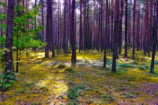 Forest lawn je pokryta trávou a vysoké štíhlé stromy — Stock fotografie