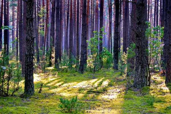 the forest lawn is covered with grass and high with slender trees