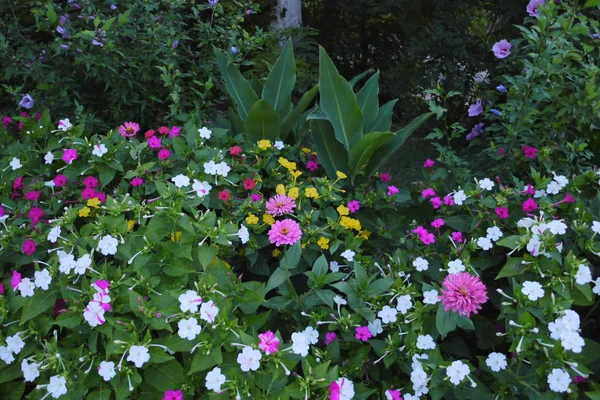 Large flowerbed with yellow, red and pink flowers on the background of small green trees — Stock Photo, Image