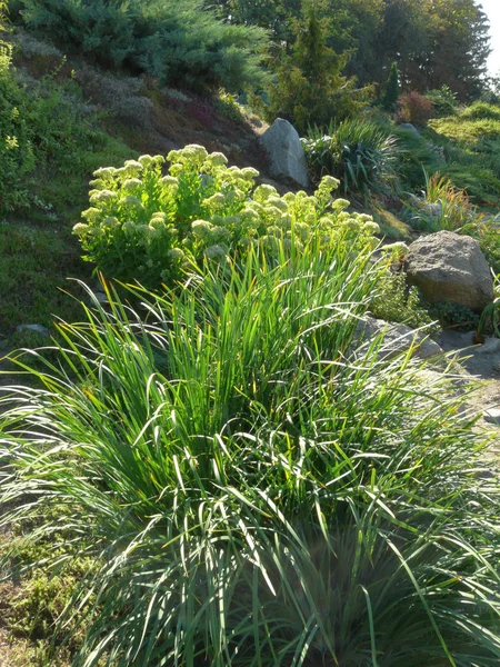Живописные зеленые кусты сочной травы с большими камнями, лежащими рядом с ними, растущими на дне небольшого склона в саду . — стоковое фото