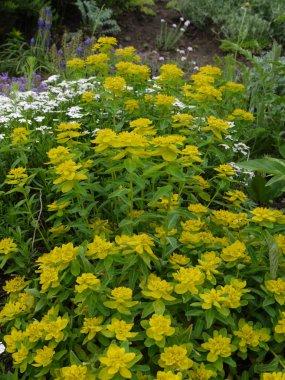 Çiçeği bahar renkleri farklı renk ile. Sarı, beyaz ve mavi