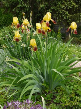 Flowerbed sarı yaprakları ve yeşil yaprakları ile güzel yüksek çiçekli