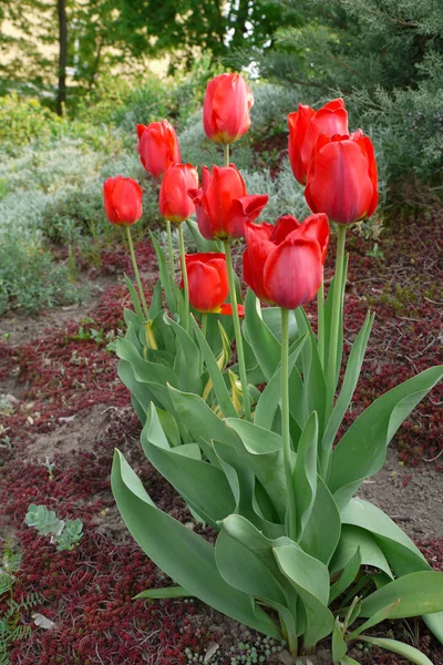 Een bloem bed met massale weelderige rode tulpen op een hoge groene stengel met bladeren — Stockfoto