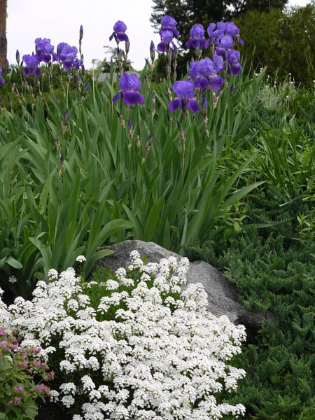 Iris violeta azul y pequeñas flores blancas que crecen junto a un árbol en el fondo — Foto de Stock