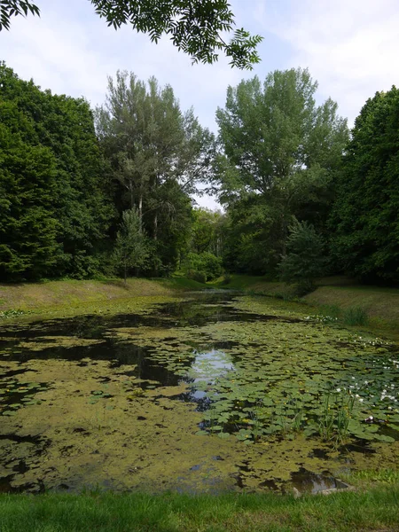 Un estanque compacto casi completamente cubierto con un lirio de agua con pequeñas ventanas de agua clara con hierba verde en las orillas ubicadas entre los árboles . — Foto de Stock