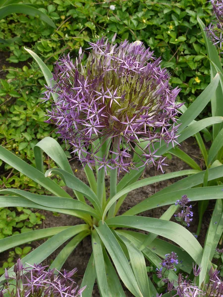 Blossoming flower with small petals of purple and green long leaves — Stock Photo, Image