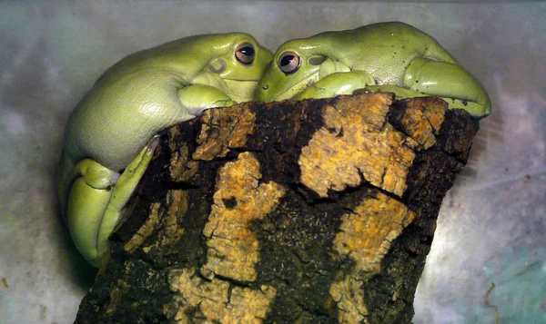 Twee licht groene kikkers zittend op een stomp — Stockfoto