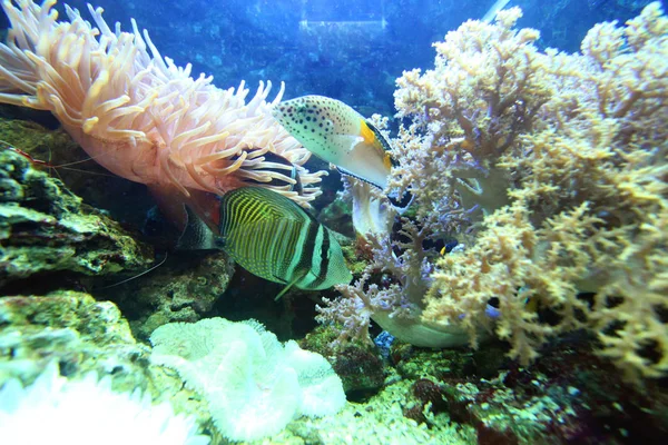 bright representatives of the marine fauna float in the salt water between coral