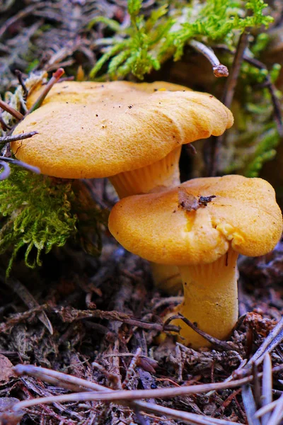 A couple of orange mushrooms foxes closeup under the green moss sphungum — Stock Photo, Image