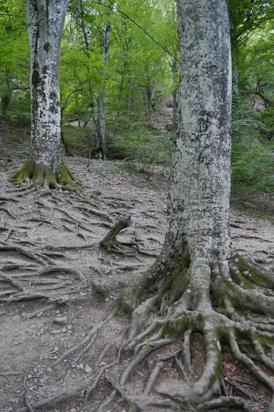 一个陡峭的斜坡与老, 杂草丛生的巨大的根, 树木对背景的绿色森林 — 图库照片
