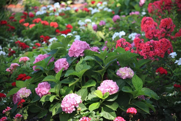 Beautiful bushes with pink, red and white small flowers on high stems — Stock Photo, Image