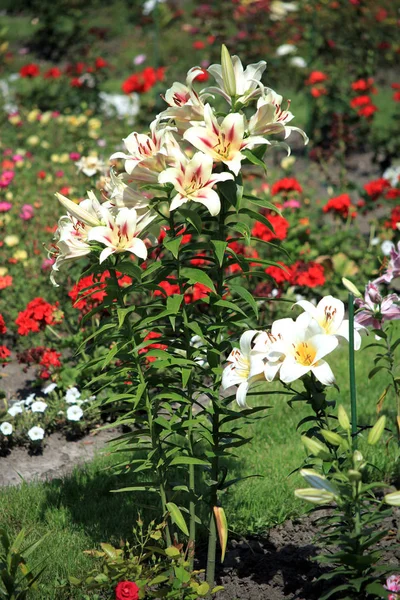 Bílá lilie se zelenými listy a tenké stonky, rostoucích v zahradě na pozadí dalších neméně krásných květin. — Stock fotografie