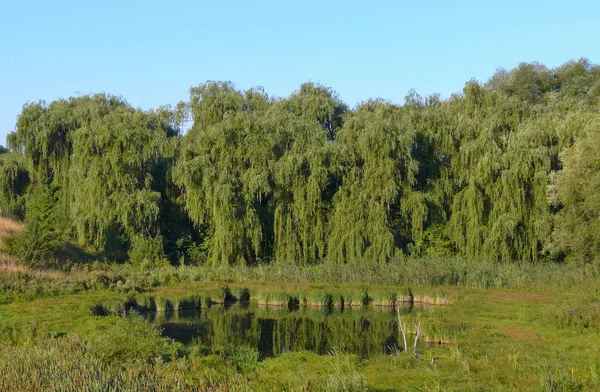 森林地带中部的一个小池塘, 高枝绿柳树 — 图库照片