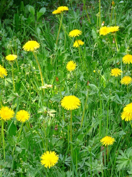 Glade com um monte de jovens flores de dente-de-leão amarelo em hastes verdes altas — Fotografia de Stock