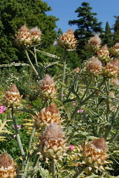 Dikke struiken van interessante bloemen met niet nog verschoten toppen op de achtergrond van de groene bomen — Stockfoto