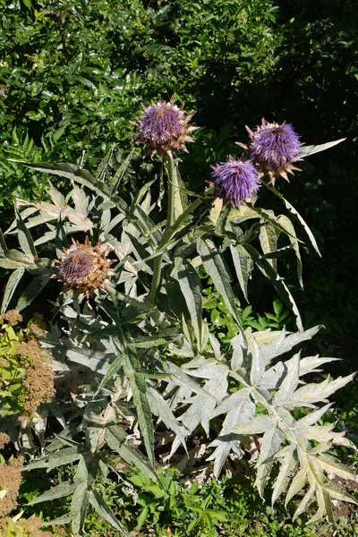 Um arbusto com flores roxas florescentes e folhas verdes no fundo de árvores verdes — Fotografia de Stock