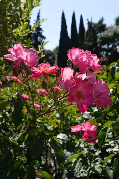 Schön an einem dünnen Stamm mit Rosenzweigen. mit zarten Blütenblättern übersät mit bunten Staubgefäßen. — Stockfoto