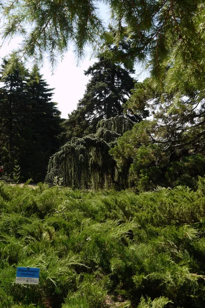 Kosack enbär i en botanisk trädgård mot bakgrund av en lång, atlased ceder — Stockfoto