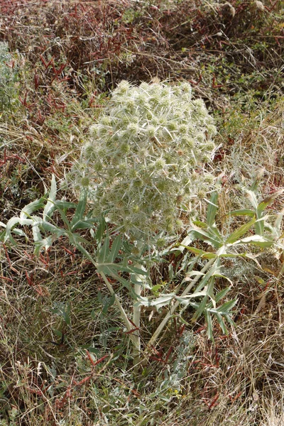 Una planta con inflorescencia espinosa plateada entre hierbas herbáceas secas —  Fotos de Stock