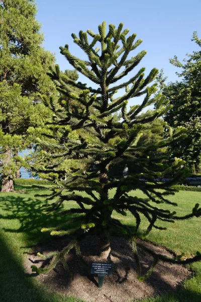 在植物园里的一棵有趣的阿劳卡利亚树, 上面有供游客使用的标志 — 图库照片