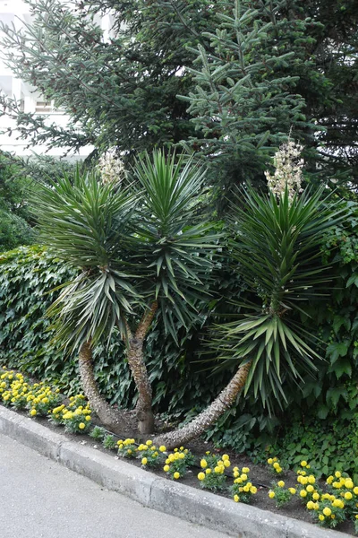 Una piccola palma decorativa sullo sfondo di piantagioni verdi — Foto Stock