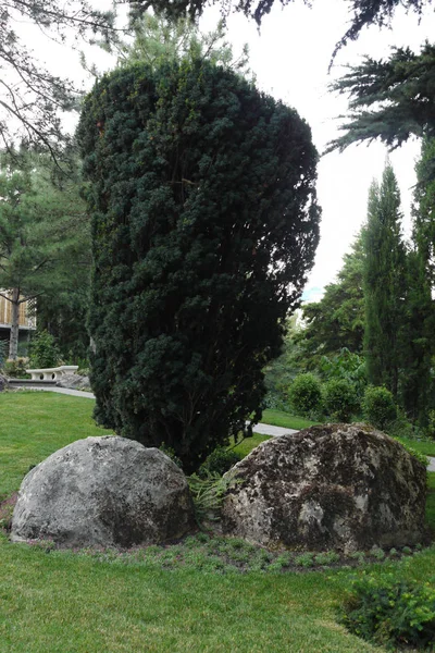 Rektangulära bush och två stora stenar på botten. Förmodligen placerat designer av dem så inte utan ett sinne för humor — Stockfoto