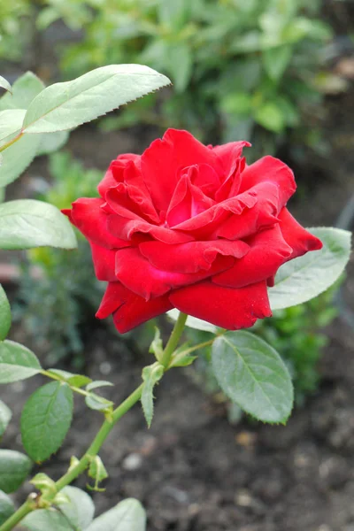 Drottningen av blommor, vackra grönskande röd ros på en hög stjälk med gröna blad — Stockfoto