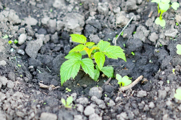 Raspberry Zaailingen Vers Gemalen Geplant Vruchten Zal Geven Voor Volgend — Stockfoto