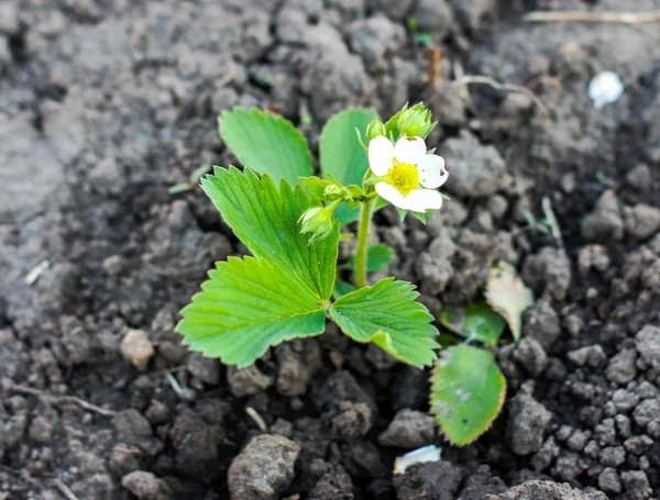 Virágzás Szamóca Friss Földet Ültetett Gyümölcs Következő Évre Gyönyörű Fehér — Stock Fotó