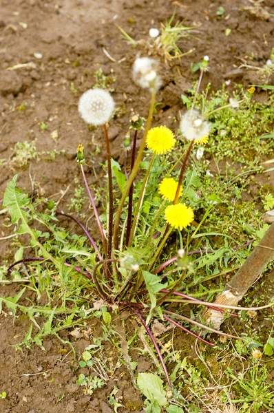 Żółte Dmuchawce Rosnące Trawniku Oświetlonym Światłem Słonecznym Dla Twojego Projektu — Zdjęcie stockowe