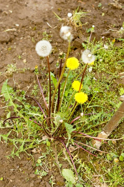 Gelbe Löwenzahne Die Auf Einem Rasen Wachsen Der Vom Sonnenlicht — Stockfoto