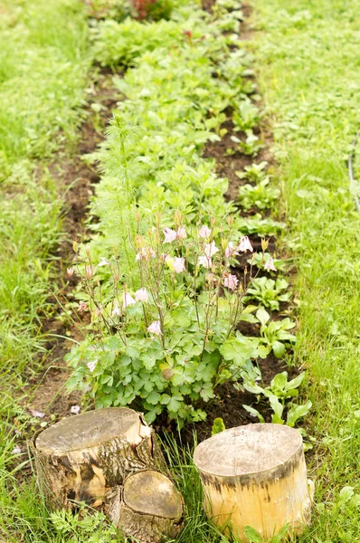 Parterre con flores y plantas en el campo cerca de la casa con cáñamo —  Fotos de Stock