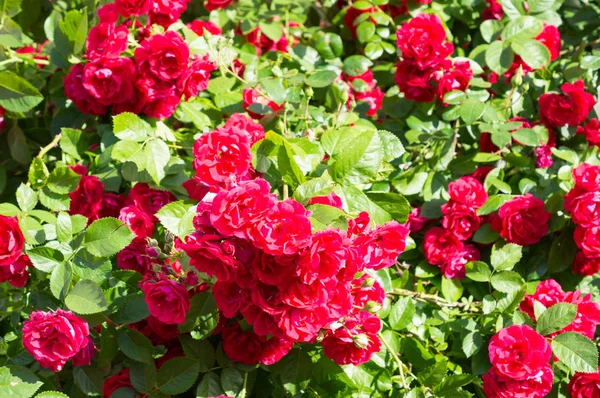 Red Rose Bushes Green Leaves Perfect Gift Woman Any Occasion — Stock Photo, Image