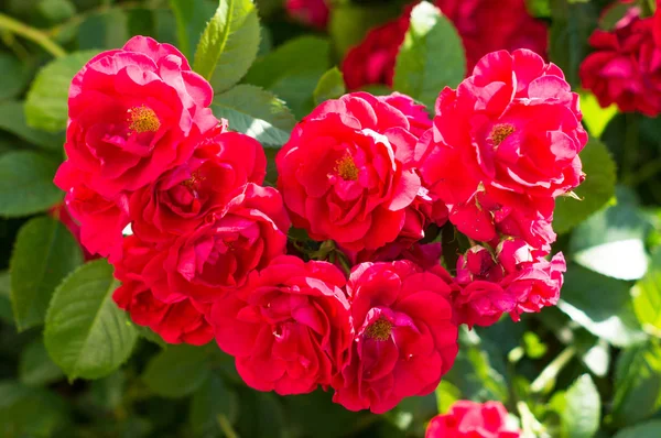 Vermelho Rosa Arbustos Com Folhas Verdes Presente Perfeito Para Uma — Fotografia de Stock
