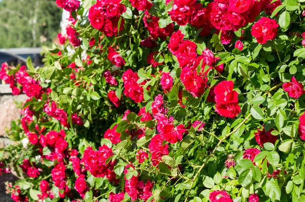 Red Rose Bushes Green Leaves Perfect Gift Woman Any Occasion — Stock Photo, Image