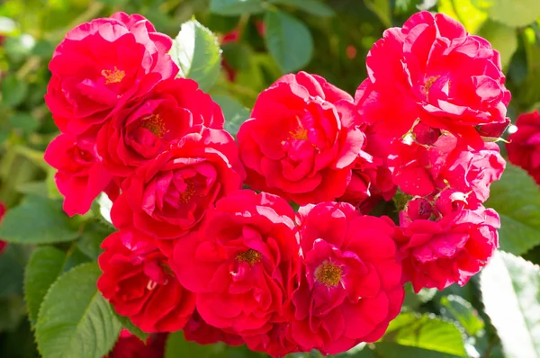 Vermelho Rosa Arbustos Com Folhas Verdes Presente Perfeito Para Uma — Fotografia de Stock