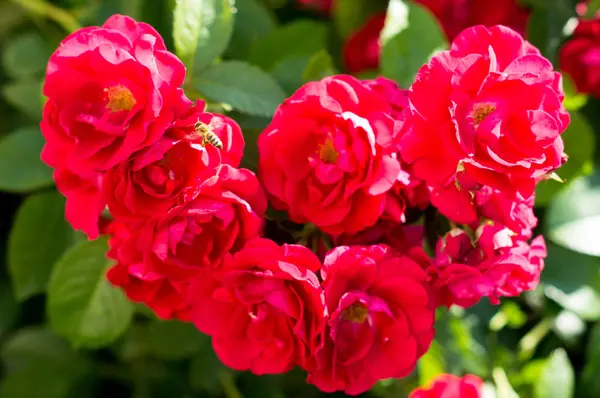 Vermelho rosa arbustos com folhas verdes, um presente perfeito para uma mulher para qualquer ocasião. Vista de luxo em um dia de verão — Fotografia de Stock