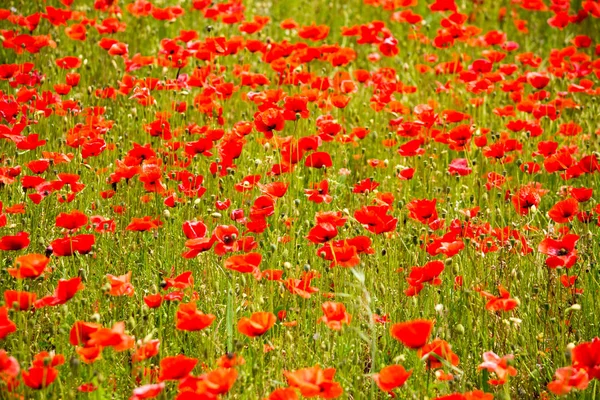 Beautiful Red Poppies Field — Stock Photo, Image